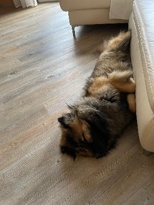 Monty 1. Geburtstag.jpg